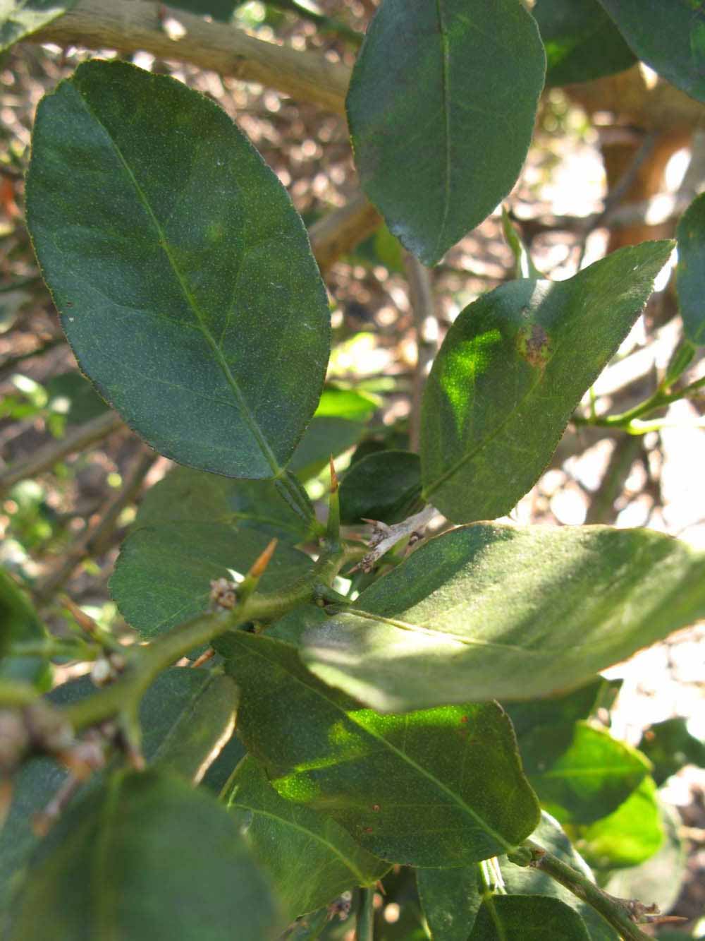            Shade leaves (Winter Haven, FL)   